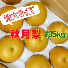 徳島県産 秋月梨 約5kg 梨