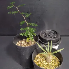 グラキリス ベアルート 現地球 ファイナルラストサマーセール品_15 グラキリス ベアルート 現地球 ファイナルラストサマーセール品_