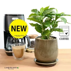 コーヒーの木 ベージュ 落ち着きのある 陶器鉢 Sサイズ 【天然砕石・受皿】 珈琲 coffee コーヒーノキ 苗木 苗 観葉植物