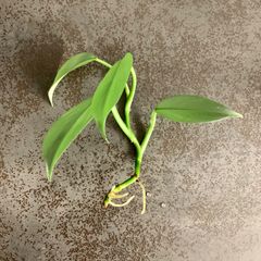 【希少】メタリックな質感 | Philodendron 'Silver Metal' | 抜き苗