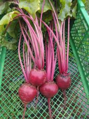 農薬、化学肥料栽培期間不使用葉付きビーツ、葉付き紫大根セット約3キロセット
