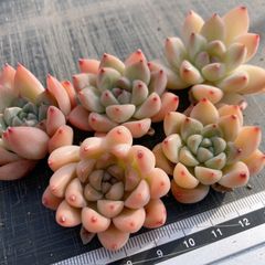 Hoshi 多肉植物 水曜日発送 - メルカリShops