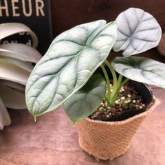 ポットごと　シルバードラゴン♡アロカシア♡ガーデニング♡観葉植物