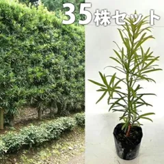 常緑樹 イヌマキ槇植木3m50cm 三重引取