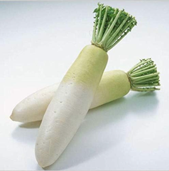 純国産 だいこん 大根 ダイコン 箱込約10kg以上（12～7本） 野菜ソムリエ＆フルーツマイスター