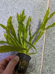 【Mサイズ】エキノドルス　ウルグアイエンシス　　 水中葉　1POT