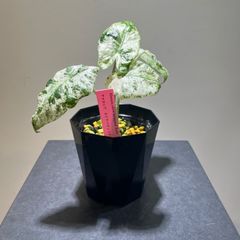 アロカシア　オドラ　バティック　抜き苗