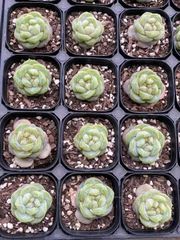 抜き苗 ブランデー MY33×40株 ふっくら 多肉植物 エケベリア サボテン 韓国苗 新入荷