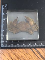 樹脂標本（ケブカガニ）