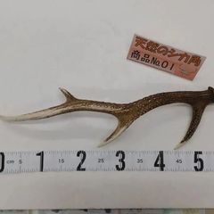 天然鹿の角5対(10本)セット No.7 限定値下] 天然 鹿の角 No.① - メルカリ