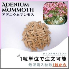 【種子】アデニウム マンモス / セット割あり 数量1粒から購入OK