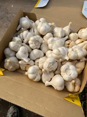 青森　ニンニク1Kg  Mのサムネイル