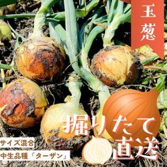 【順次出荷販売中】淡路島 ブランド玉ねぎ ターザン 20kg　たまねぎセット｜高糖度で甘い！国産野菜 中生品種 家庭用・業務用に人気  保存も安心◎