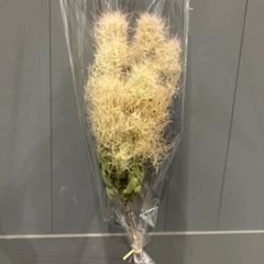 スモークツリー　ピンクグリーン中枝