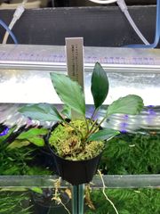 陰性水草の王様的存在【ブセファランドラ】大型4種セット - メルカリ