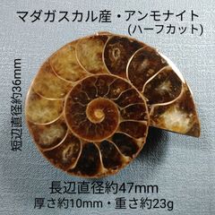 三葉虫化石コロノセファルス(Coronocephalus)・中国：四川省：古生代