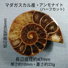 アンモナイト出品 ♡ E23136】黄鉄鉱化したアンモナイト パイライト 黄鉄鉱