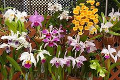 ☆洋蘭☆原種☆山野草☆Coel. lucbanensis☆セロジネ ルクバネンシス