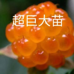 木苺（カジイチゴ）果実苗 (超巨大苗) 全65cm 程度           1苗