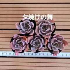 多肉植物【夕焼けの舞】抜き苗 Amazon.co.jp: 20株Y132多肉植物 エケベリア夕焼けの舞超美苗