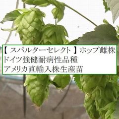 ホップ苗　スパルターセレクト 雌株　ドイツ強健耐病品種 アメリカ直輸入株