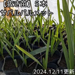 ☆40％オフセール中☆【抜き苗】サバル　パルメット　sabal palmetto 5本　2024年１２月１１日更新