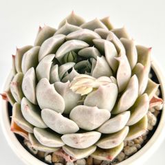 【多肉植物】エケベリア・シーグレイ　Echeveria 'Sea Gray'