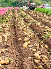 激安 訳あり B級品 新じゃがいも 産地直送 長崎県産 ニシユタカ 5kg