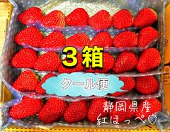 【クール便】大粒〜中粒 紅ほっぺ いちご 🍓 〜農家直送〜