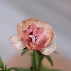 宮崎県産】【開花株】ラナンキュラスラックスヘスティアポット苗《2/25》