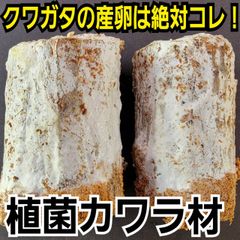 3本セット！最強のクワガタ産卵木 特大サイズで爆産！植菌カワラ材