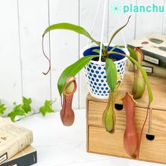 ネペンテス レッドアラタ 食虫植物 ウツボカズラ - メルカリ