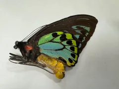 蝶の標本　ジャングルを舞う宝石(大型珍) 蝶の標本 ジャングルを舞う宝石(大型珍) 昆虫用品