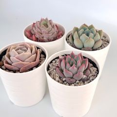 【多肉植物】エケベリア4種セット