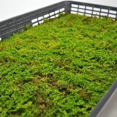 天然苔 盆栽 苔玉 庭園用 約50×35 - メルカリ