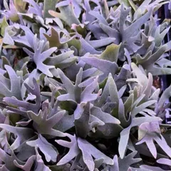 メルカリ便！P. willinckii ’Bacteria’ spore1705 P.willinckii 'Bacteria' / ビカクシダ バクテリア④ - メルカリ