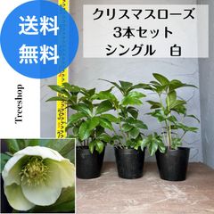 クリスマスローズ 3本セット 【送料無料】シングル 白 生花 苗木 15ｃｍポット苗 高さ0.3ｍ 幅0.2ｍ