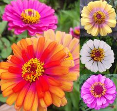 百日草（ジニア）　種30粒　花の種