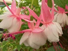 フクシア　苗　ナンシールー