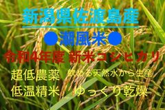 【コシヒカリ10キロ】佐渡島産 超低農薬 低温精米 ゆっくり乾燥 潮風米