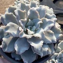 2025年最新】クリスペートビューティの人気アイテム - メルカリ