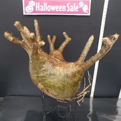 2025年最新】グラキリス ベアルートの人気アイテム - メルカリ