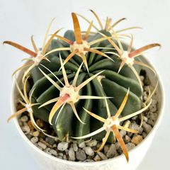 【多肉植物】サボテン・フェロカクタス　日の出丸  Ferocactus latispinus