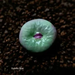 コノフィツム　pageae PV1380ポットごと コノフィツム pageae PV1380ポットごと コノフィツム pageae