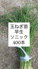 玉ねぎ苗　ソニック　1000本 玉ねぎ苗 早生種 ソニック 300本 - メルカリ