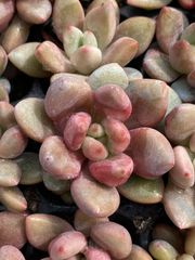 16株の抜き苗セット】ピンクウィッチ 多肉植物 佐川急便発送