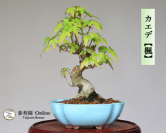 カエデ【楓】取り木 ミニ盆栽【泰寿園Online】雑木盆栽 紅葉盆栽 ミニ盆栽 盆栽鉢 初心者 室内 鑑賞 趣味 卓上盆栽 グリーン 和 ギフト プレゼント 贈答品 ギフト用盆栽 誕生日 母の日 父の日 敬老の日 記念日 お祝い 1