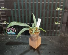 アンスリウム ペンデンス  Anthurium type pendens JA