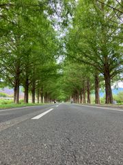 The Fallen ＆ The Virtuous 聖痕喰らいし竜 二枚セット The Fallen