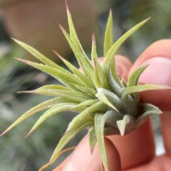 チランジア イオナンタ ファウンテン Tillandsia ionantha Fountain＊エアプランツ＠フラワーショップ江口